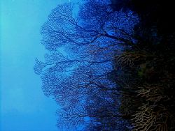 This photo was taken at Punta Sur in Dec 2005 after exiti... by Steven Anderson 